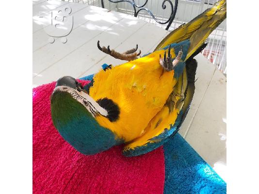 Loros guacamayos escarlata machos y hembras